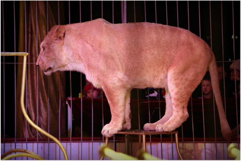 model